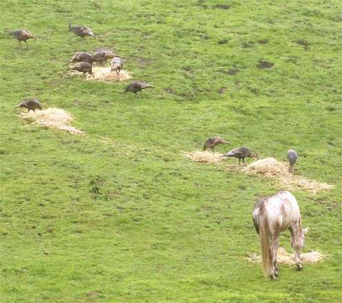horsesTurkeys