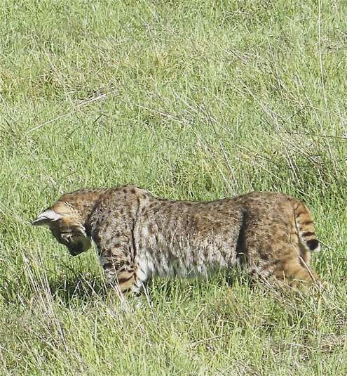 bobcat-staring-down
