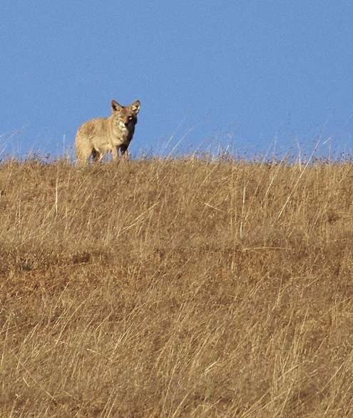 coyote-on-hill