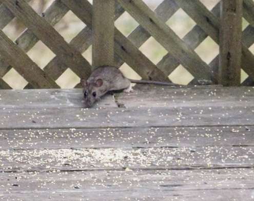 rat-at-rail