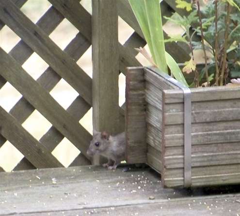 rat-behind-planter