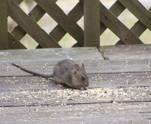 rat-eating