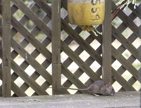 rat-under-float