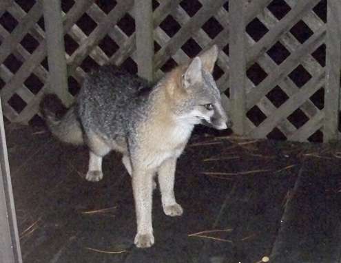 alert-grey-fox