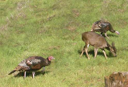 fawn-and-turkeys