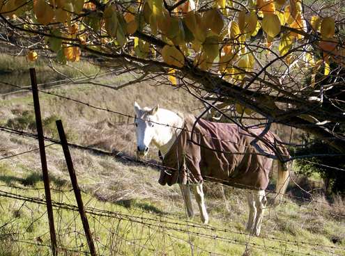 horse-and-persimmons