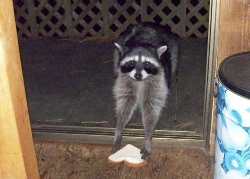 raccoon-in-kitchen