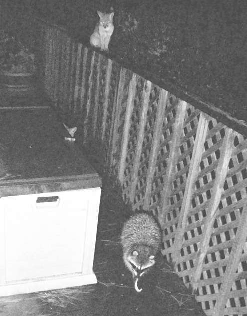 fox-watches-raccoon
