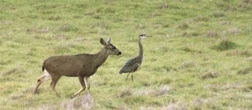 heron-and-deer
