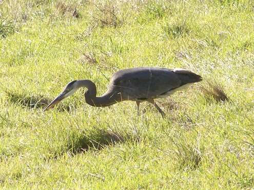 heron-hunting