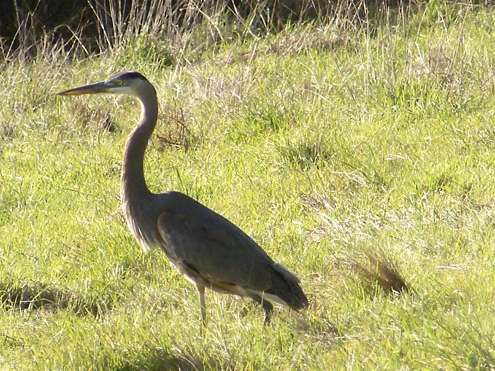 heron-standing-tall