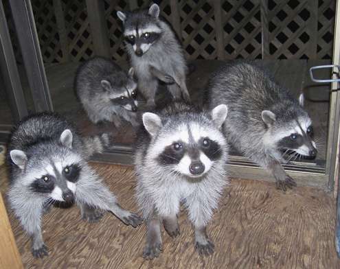 raccoons-in-house