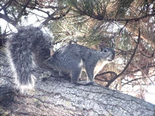 western-gray-squirrel