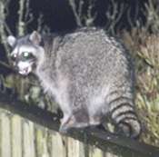 raccoon-on-rail
