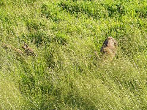 deer-in-grass2