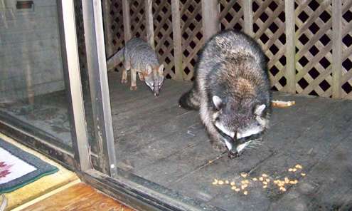 fox-and-raccoon