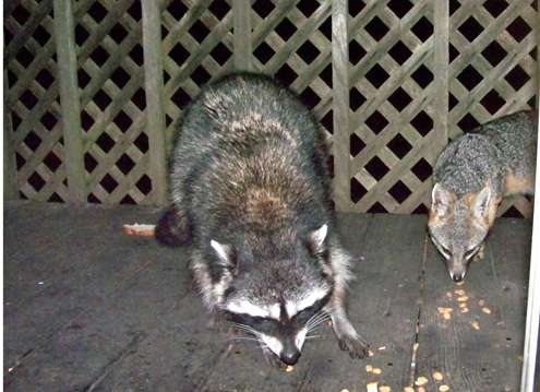 fox-eats-with-raccoon