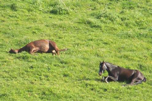 horses-sleeping