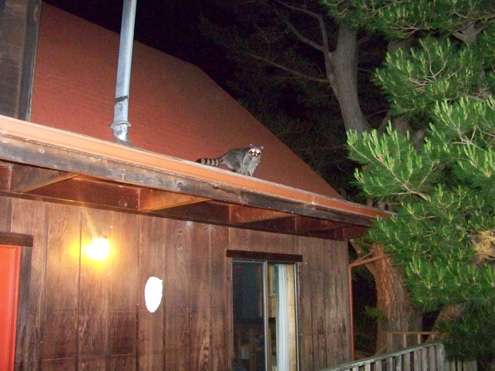 raccoon-on-roof