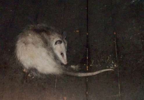 young-possum