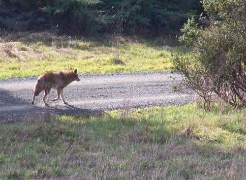 coyote-on-driveway