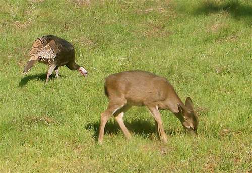 turkey-and-fawn