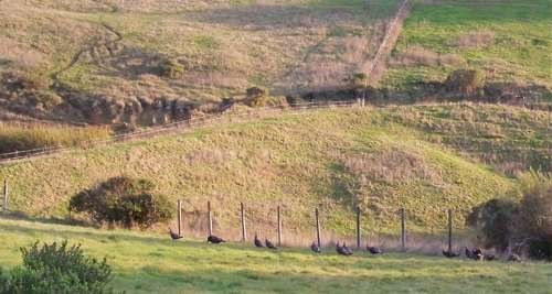 turkeys-head-for-pond