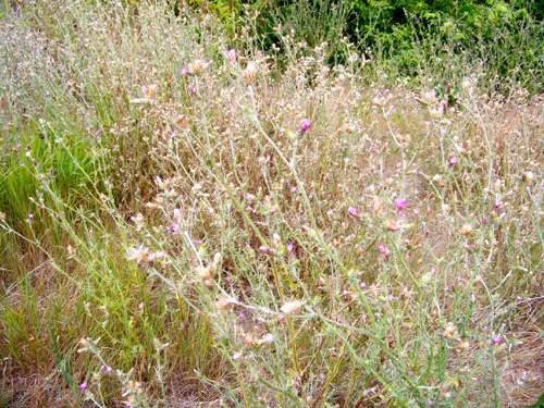 Italian-thistle