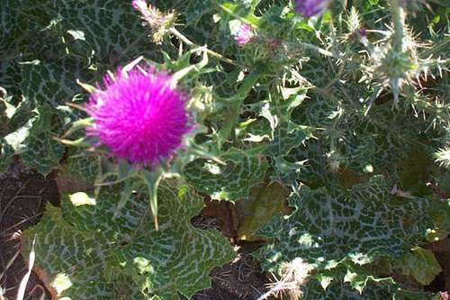 Purple-Thistle