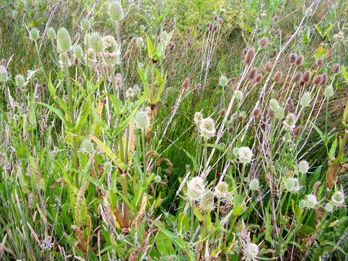 common-teasel
