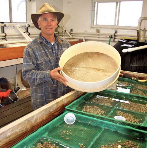 growing-oyster-seeds