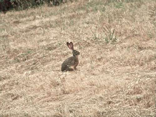jackrabbit-on-hill