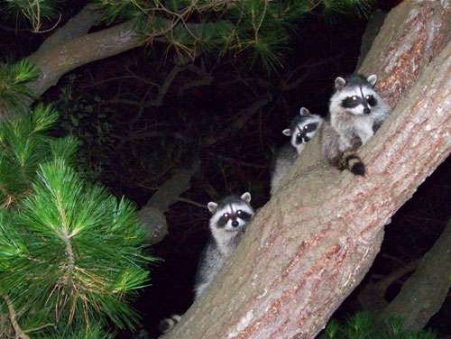 raccoons-on-limb