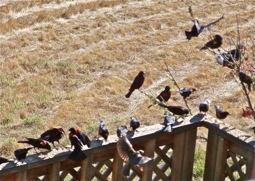 redwing-blackbirds-at-corner