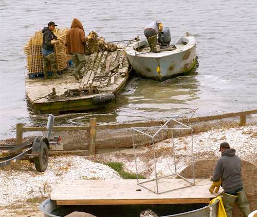 unloading-oysters