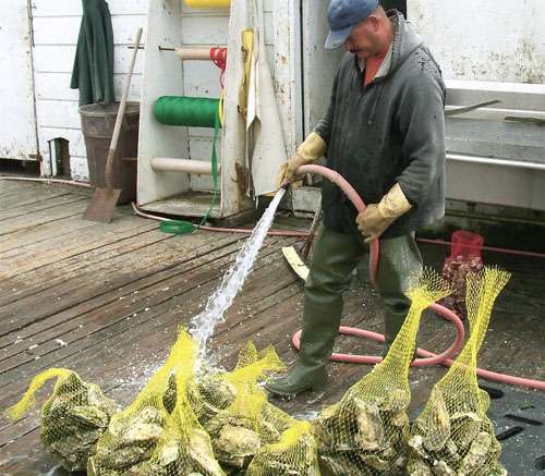 washing oysters