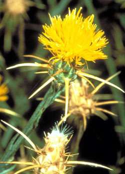 yellowstar-thistle