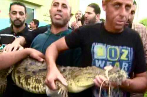 crocodile-in-Gaza-sewer