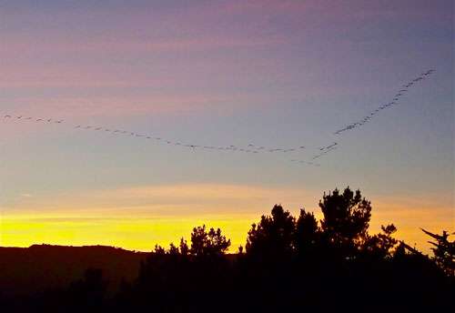 geese-at-sunset