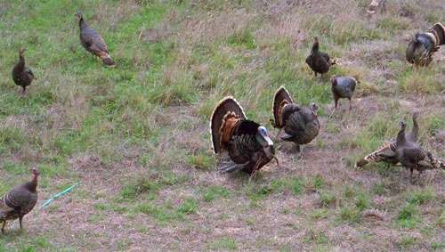 turkey-toms-displaying-with-hens