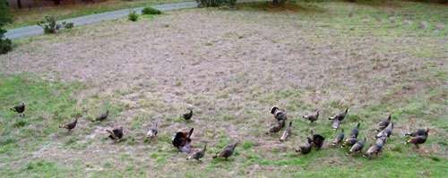 turkeys-in-line
