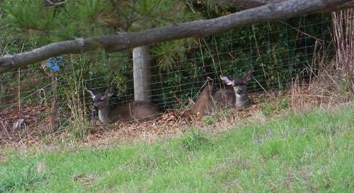 two-fawns-chewing-cud