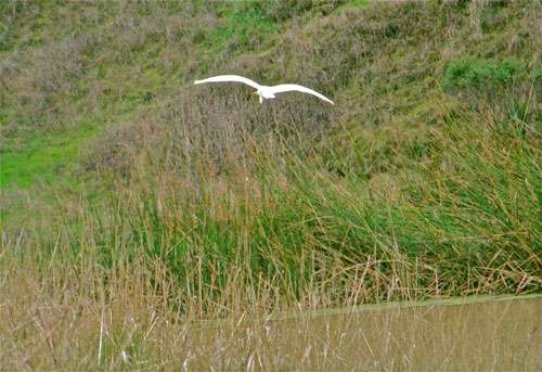 egret-flying