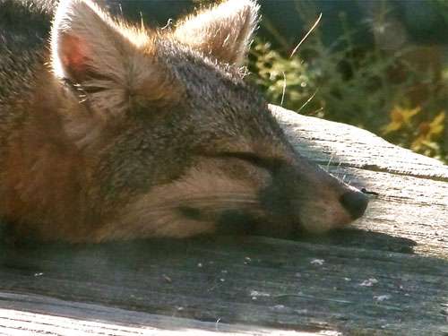 fox-sleeping