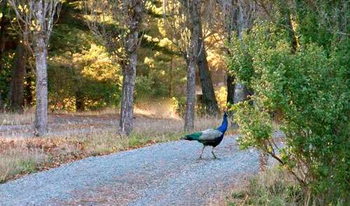 peacock-on-driveway