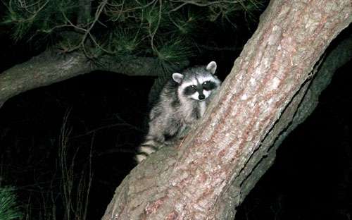 raccoon-alone-in-tree