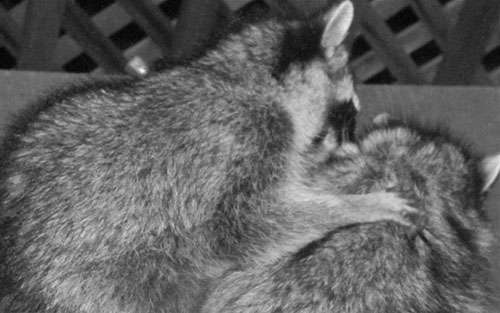 raccoon-social-grooming