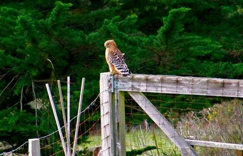 red-shouldered-hawk2
