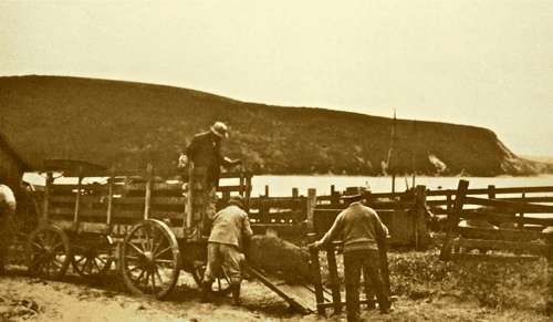 hogs,-schooner-landing