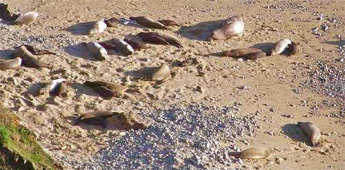 sealions and elephant seal